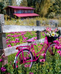 Pink Bicycle in the Poppies