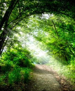 Sunbeams on the Trail