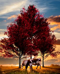 Cows in Sunset Light Under the Trees