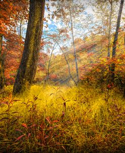 Autumn Sunbeams