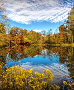 Autumn Wildlfowers on the Edge