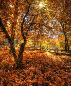 Ferns in the Autumn Garden