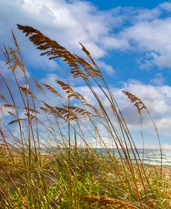 Breezy Beach Morning