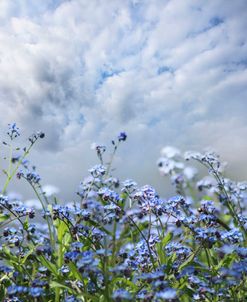 Wildflowers Waving in the Breeze