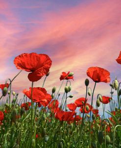 Poppies in the Early Summer