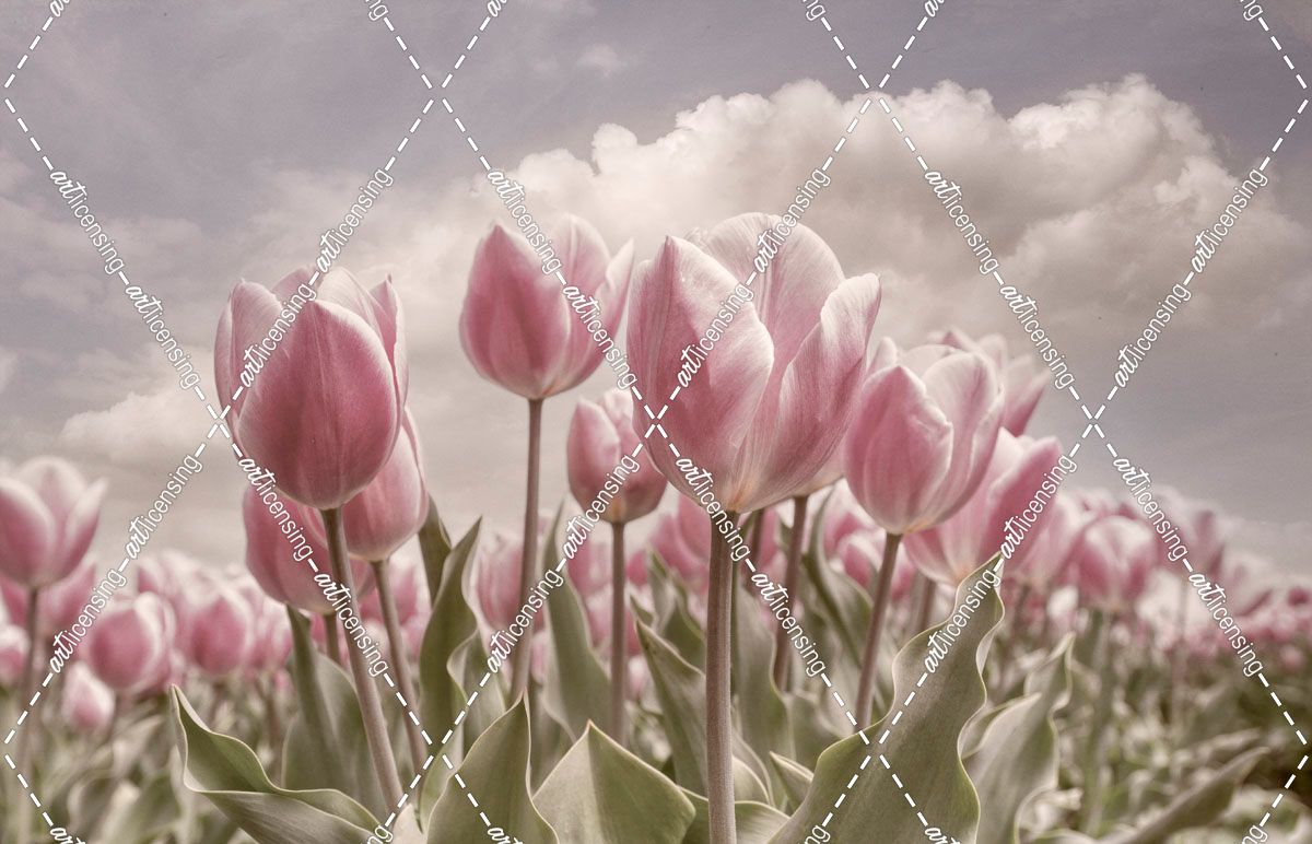 Soft Tulips Waving in the Wind