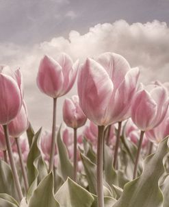 Soft Tulips Waving in the Wind
