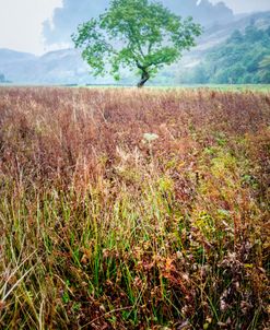 Old Scottish Farmands in the Rain