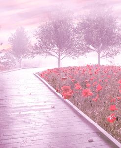 Dreamy Poppies Trail