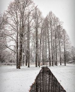 Forest at the End of the Path