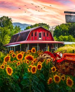 Valley Sunflower Farm II