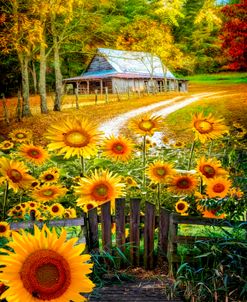 Sunflower Farm Barn