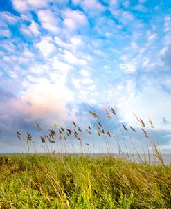 Breezy Beach Grasses_