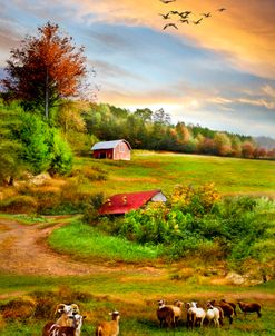 Sheep On The Farm