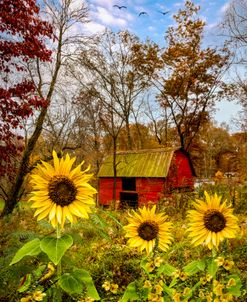 Red Barn in Sunflowers