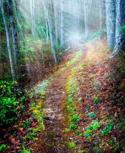 Trail in the Mist