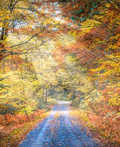 Into the Colors of Autumn Mist_