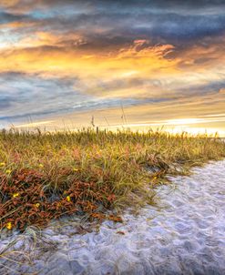 Beach Dune Autumn Wildflowers