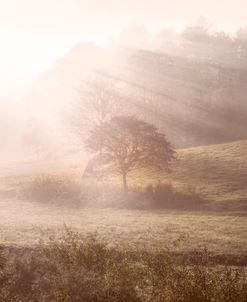 Misty Sunbeams over the Dogwood Tree