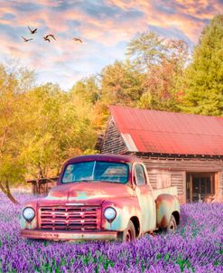 Old Truck Wildflower Meadow