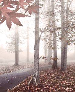 Walk into the Pale Autumn Mist