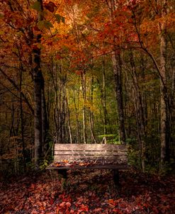 Old Bench in the Fallen Leaves Night is Falling Creeper Trail in Autumn Fall Colors Damascus Virginia
