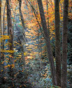 Sunbeams through the Autumn Trees Creeper Trail Damascus Virginia