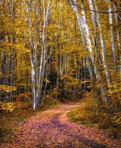 Creeper Trail in Autumn Colors Damascus Virginia