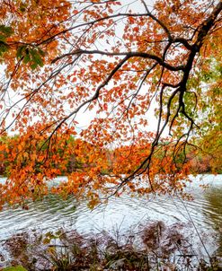 Red Maple Trees at the Lake Indian Boundary