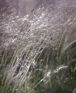 Blowing in the Soft Breeze in the Dew