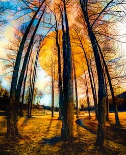 Full Moon Rising Through the Trees in Night Glow