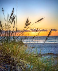 Grasses on the Sand Dunes