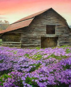 Old Barn in the Wildflowers