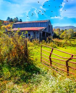 Morning Wildflowers at the Barn