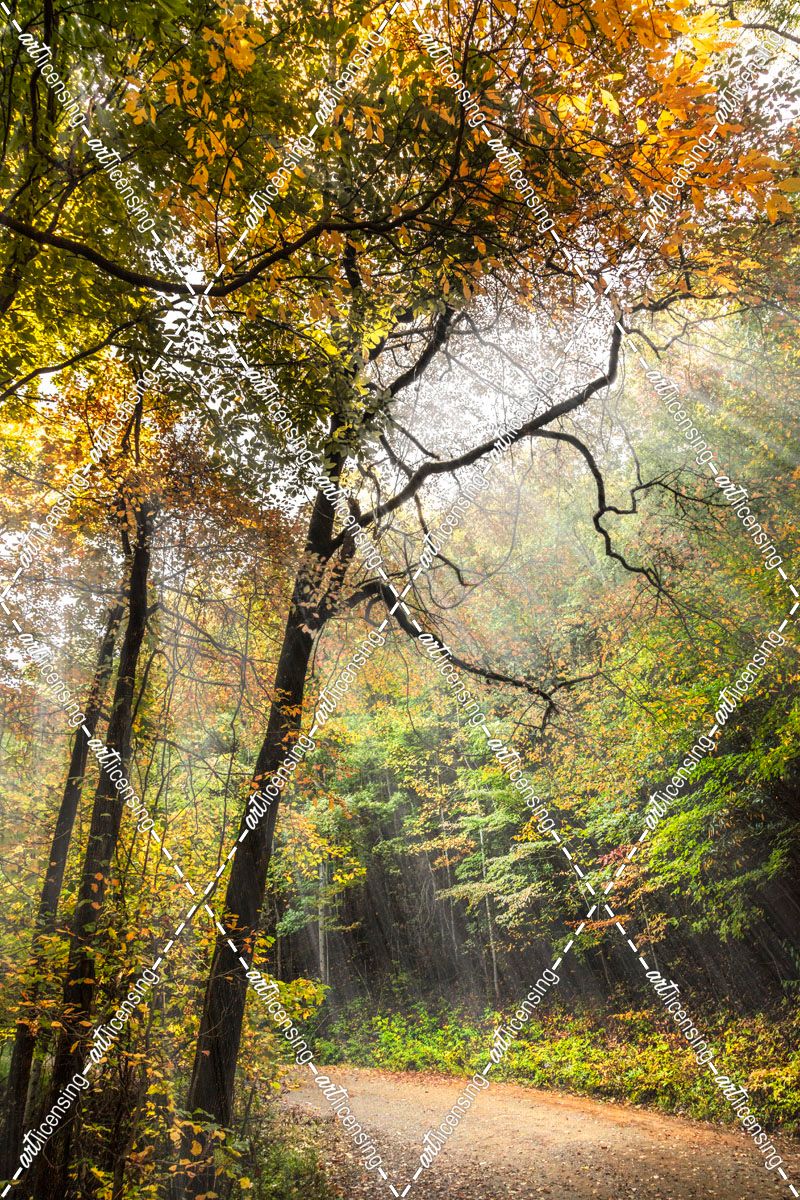 Sun Rays in the Autumn Trees