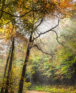 Sun Rays in the Autumn Trees