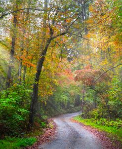 Sunlit Autumn Trails