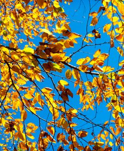 Branches Against the Sky