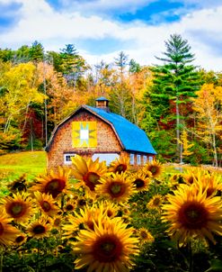 Early Autumn Sunflowers