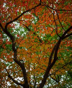 The Beauty of Autumn Leaves