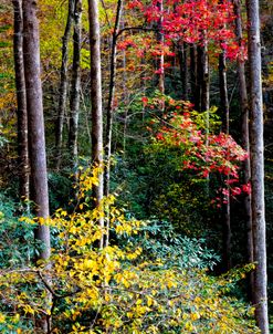 A Forest of Beautiful Trees