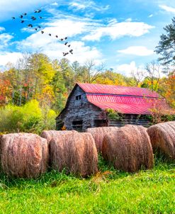 Autumn Afternoon at the Farm