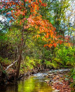 Autumn Color over the Stream