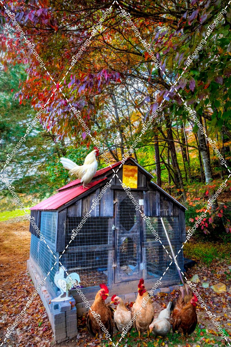 Country Chicken Coop