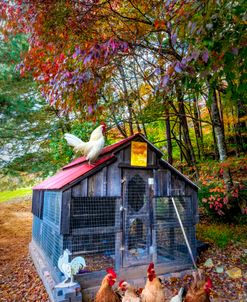 Country Chicken Coop
