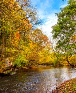 Drifting Leaves at the River