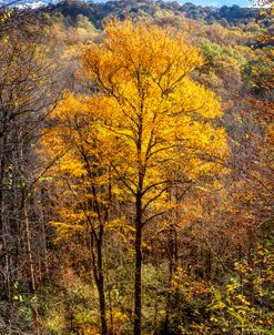 The Beautiful Golds of Autumn