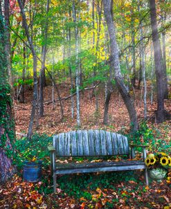 The Bench in the Forest