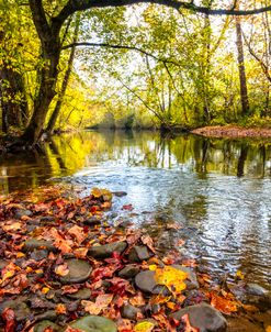 Scattered Leaves at the River