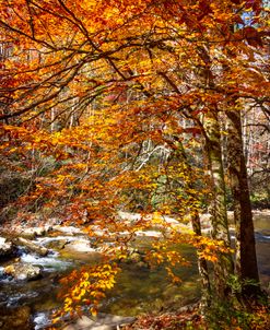 Autumn’s Fire along the Creek